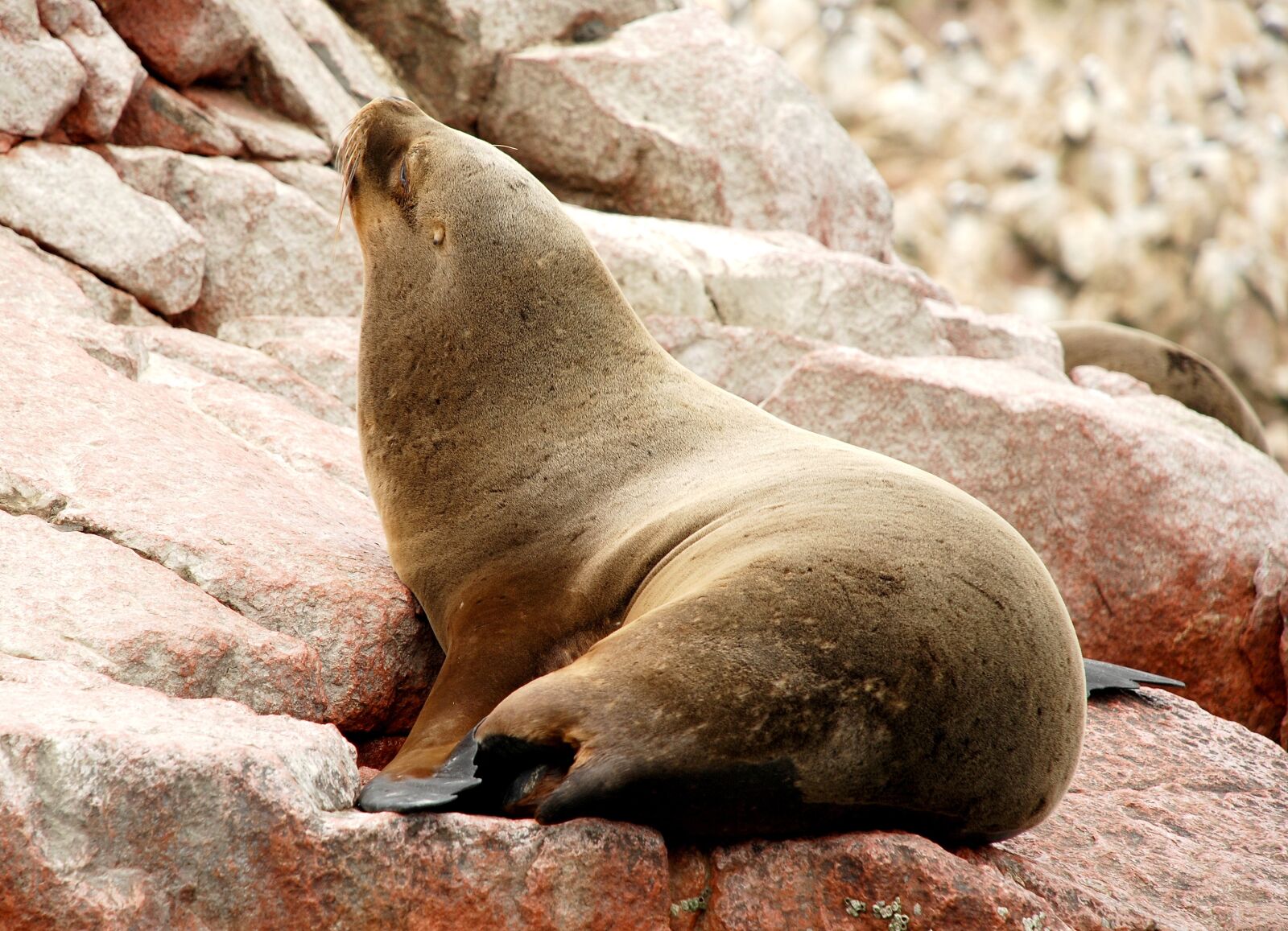 Nikon D80 sample photo. Paracas, ballestas islands, national photography