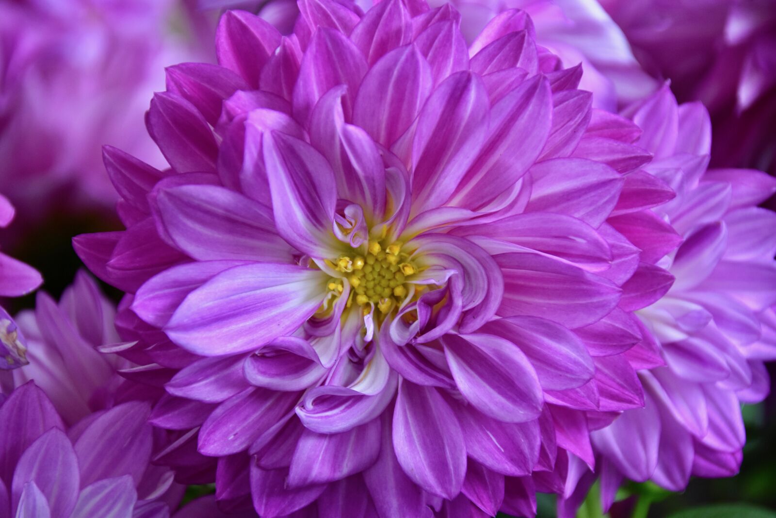 Nikon D5600 sample photo. Flower, flower of dahlia photography