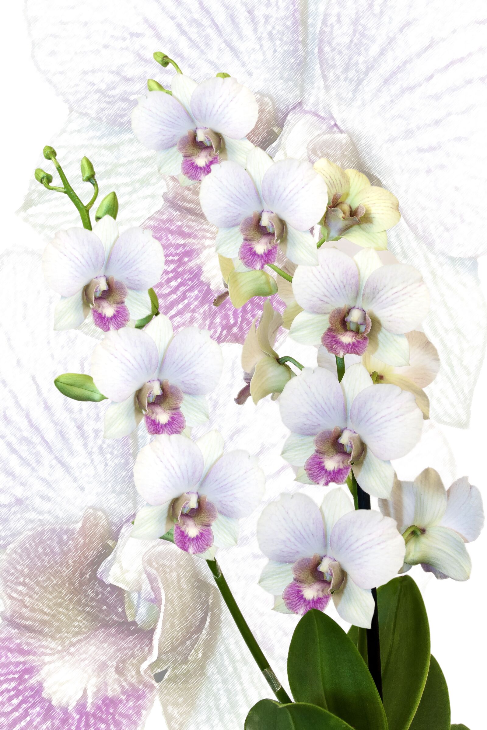 Canon EOS 50D + Canon EF 24-105mm F4L IS USM sample photo. Orchid, phalaenopsis, exotic photography