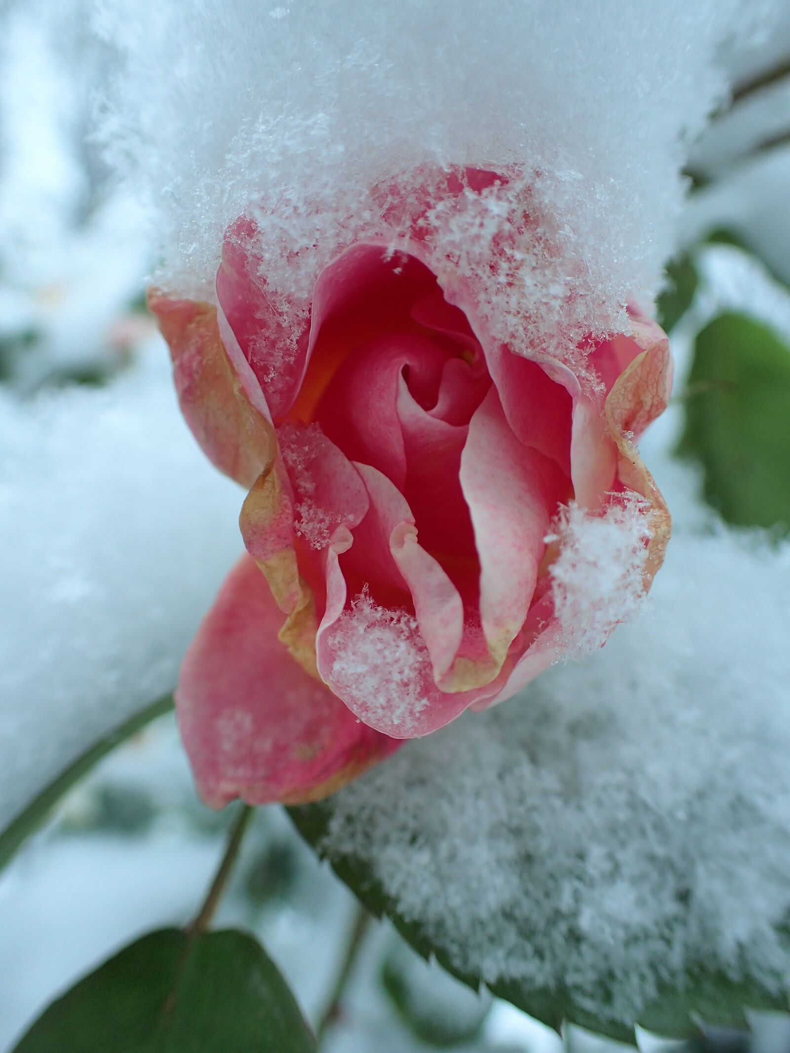 Olympus TG-4 sample photo. Rose, winter, pink photography