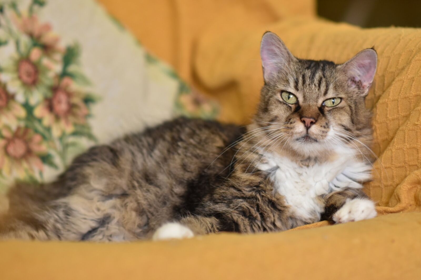 Nikon D5600 sample photo