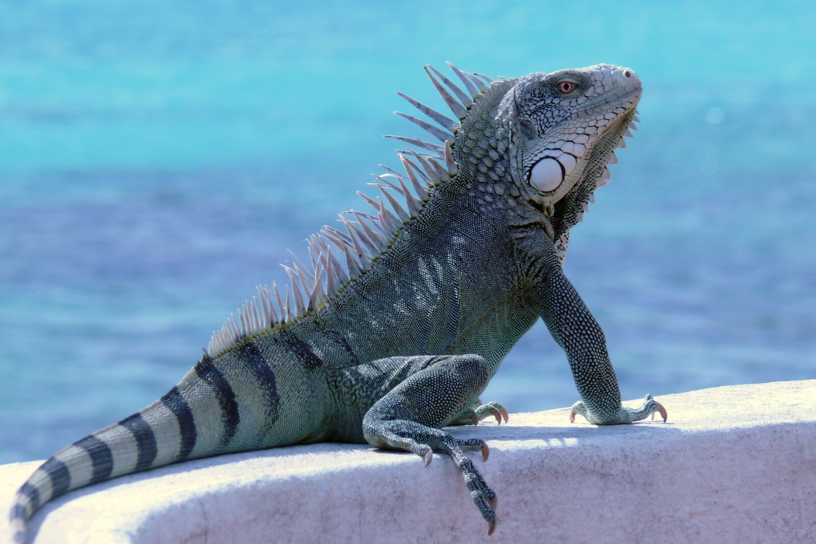 Panasonic DMC-FZ50 sample photo. Bonaire, iguana, reptile photography