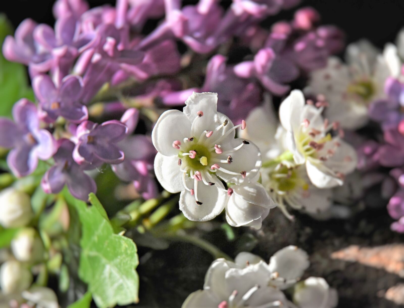 Nikon D7200 sample photo. Lilac, flowers, spring photography