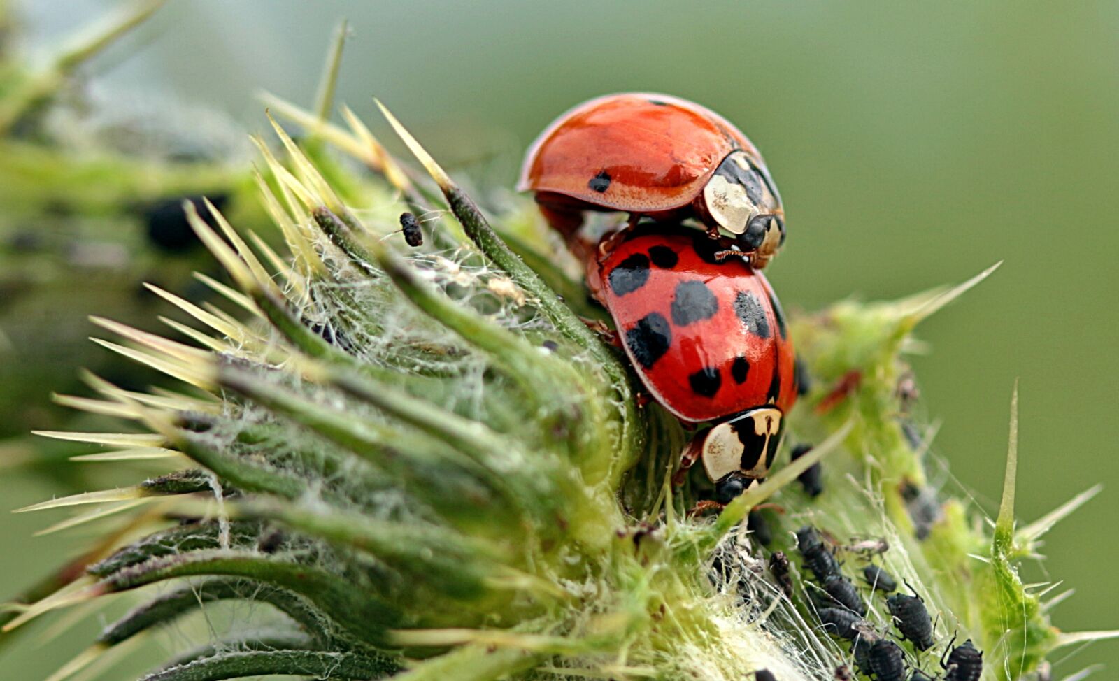 Canon EOS 650D (EOS Rebel T4i / EOS Kiss X6i) sample photo. Ladybug, asian ladybug, harmonia photography