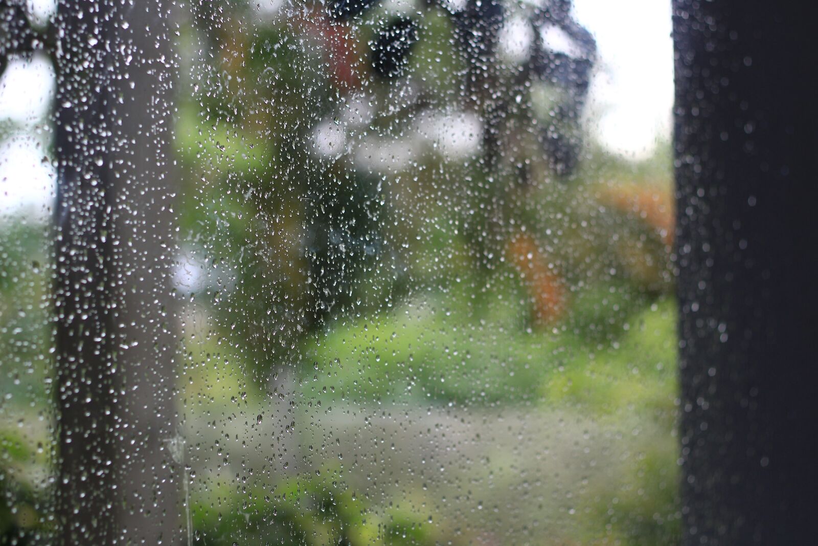 Canon EOS 60D + Canon EF 50mm F1.8 II sample photo. Rain, season, water photography