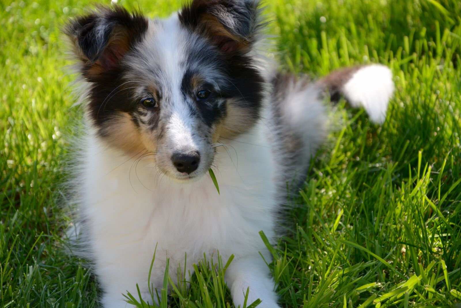 Nikon D5200 sample photo. Shetland sheepdog, puppy, young photography