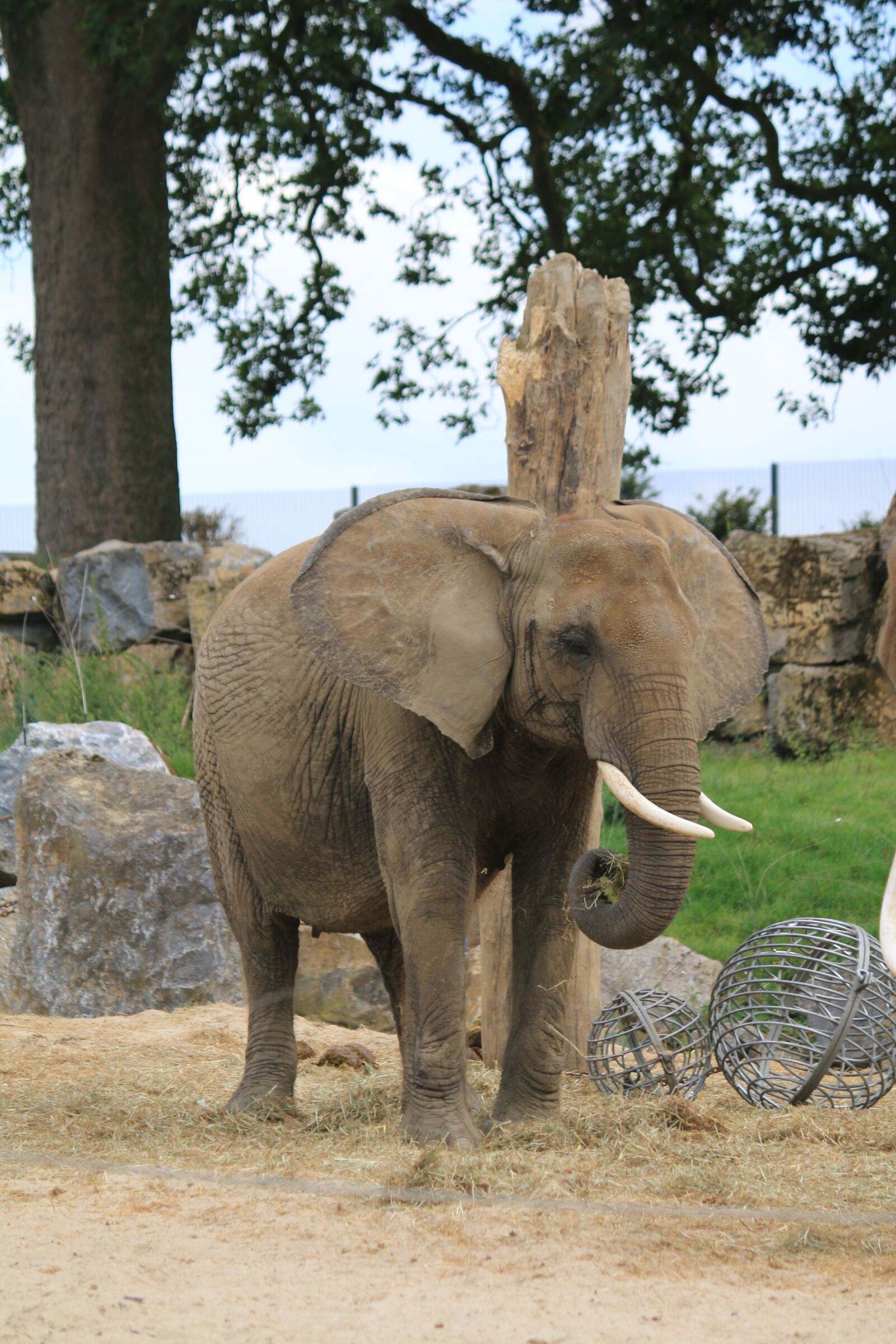 Canon EOS 70D sample photo. Elephant, animal, wild photography