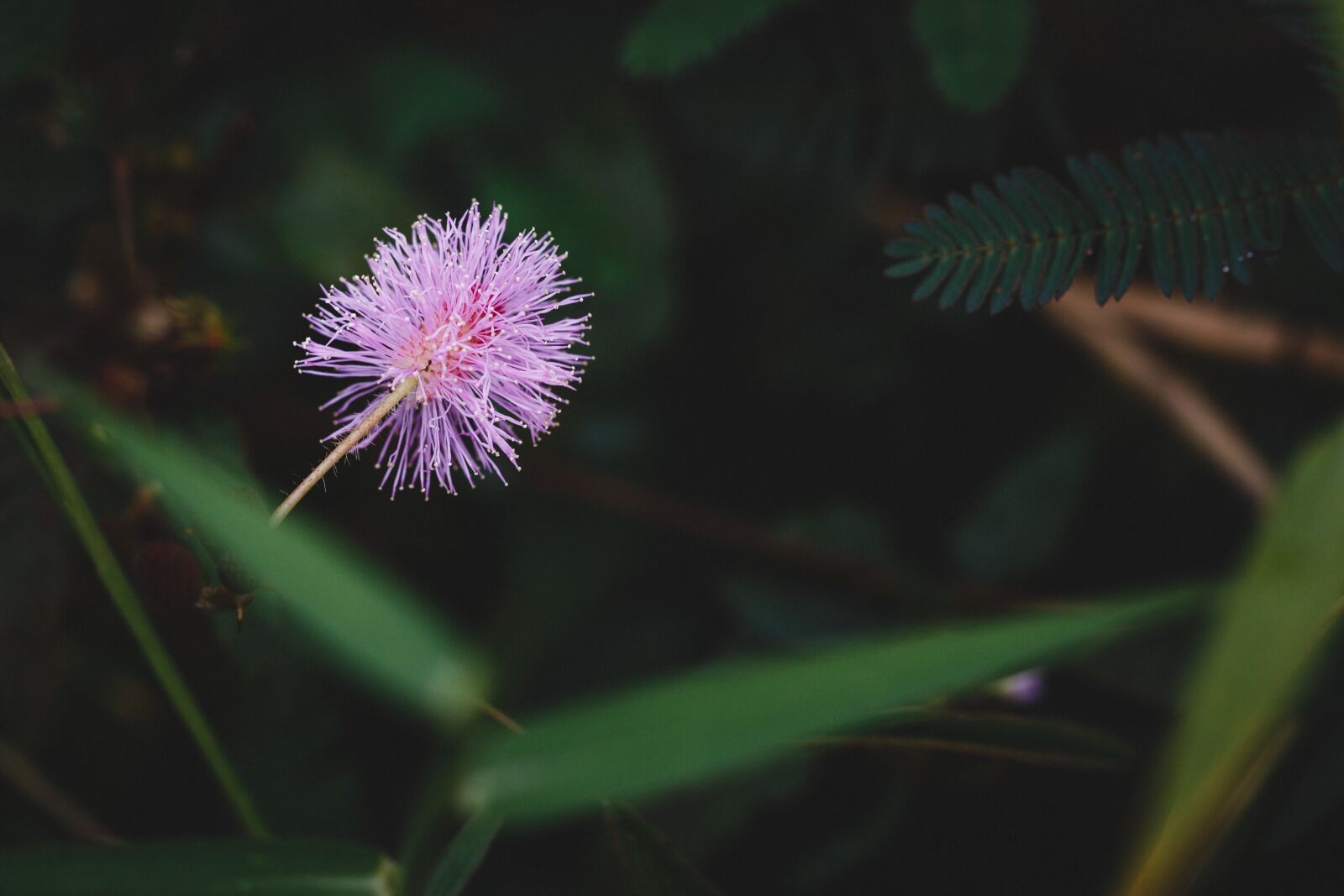 Canon EF 100mm F2.8L Macro IS USM sample photo. Flower, macro, field photography