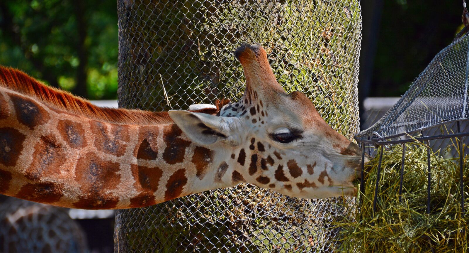 Nikon D5200 sample photo. Giraffe, eat, long jibe photography