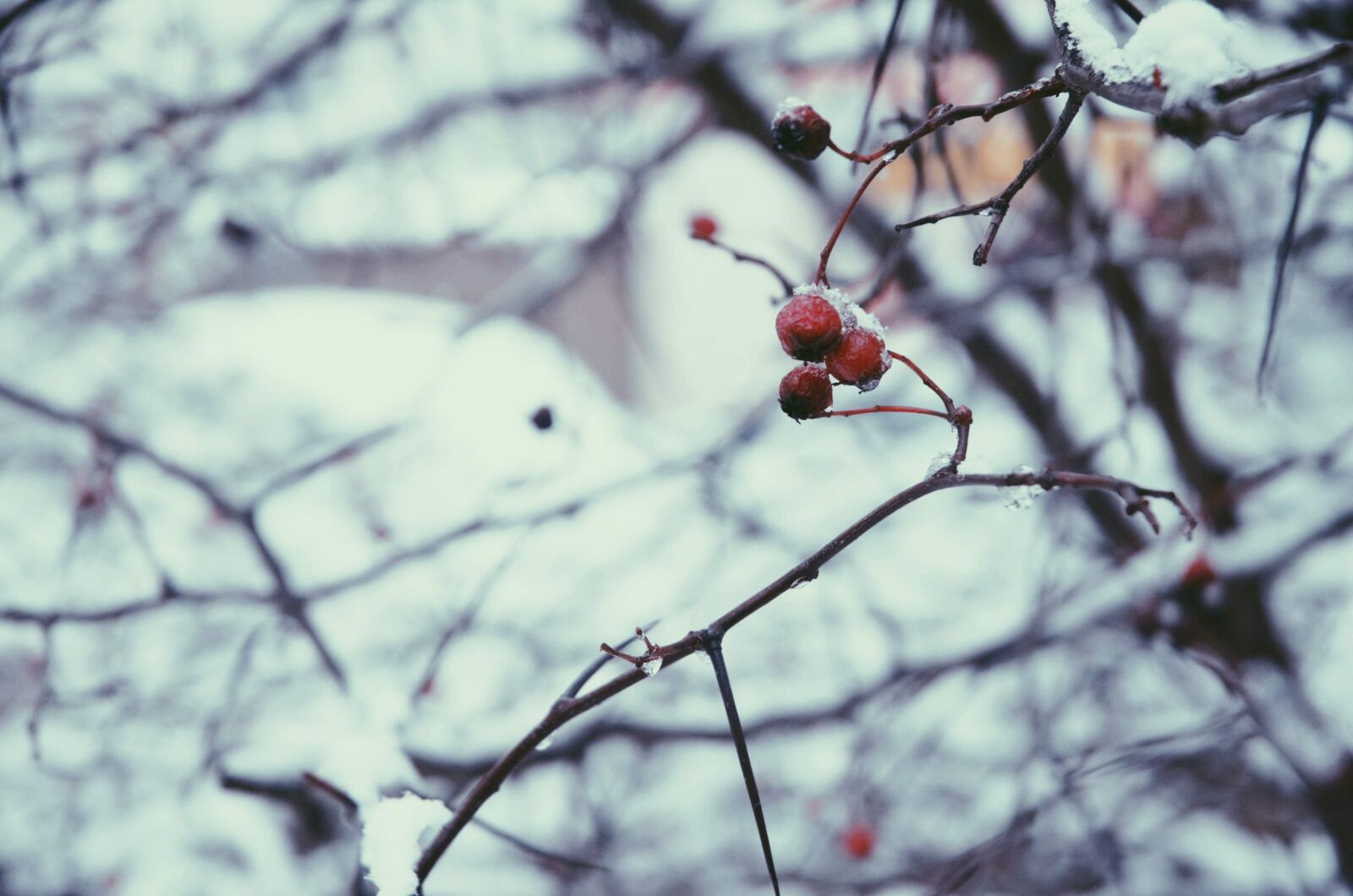 Nikon D7000 sample photo. Cold, snow, winter photography
