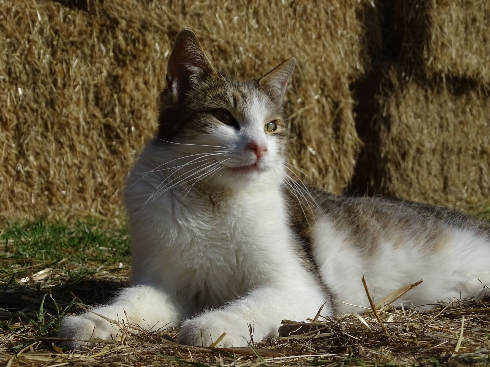 Sony Cyber-shot DSC-HX400V sample photo. Cat, animal, domestic cat photography