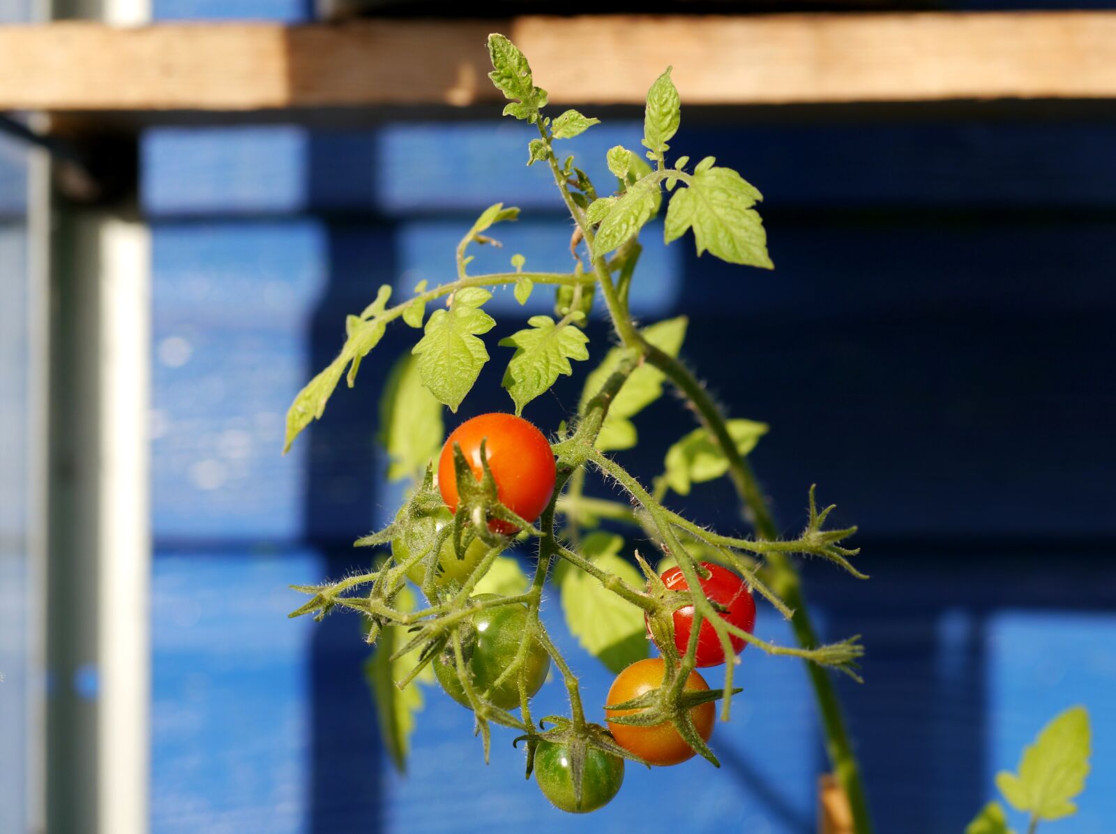 Panasonic Lumix DMC-G5 sample photo. Fresh tomatoes, vegetables, food photography