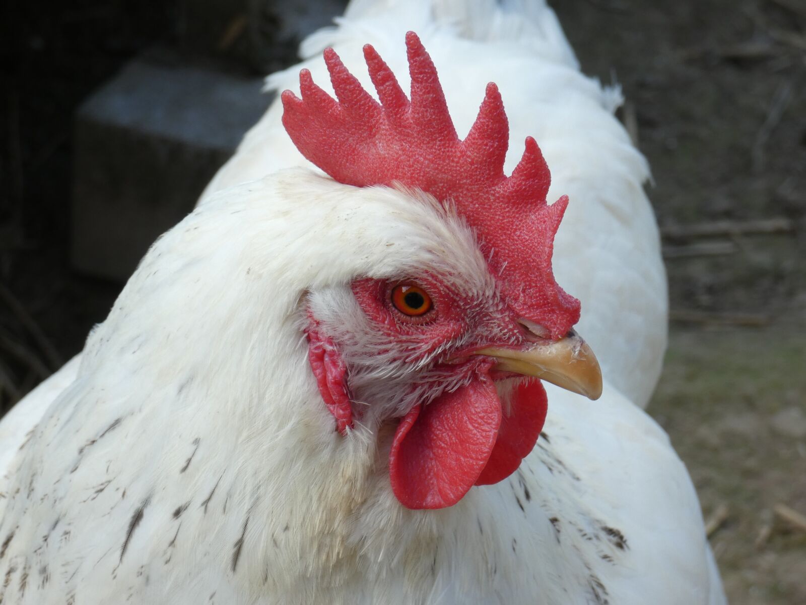 Panasonic DC-FZ83 sample photo. Chicken, white, red photography