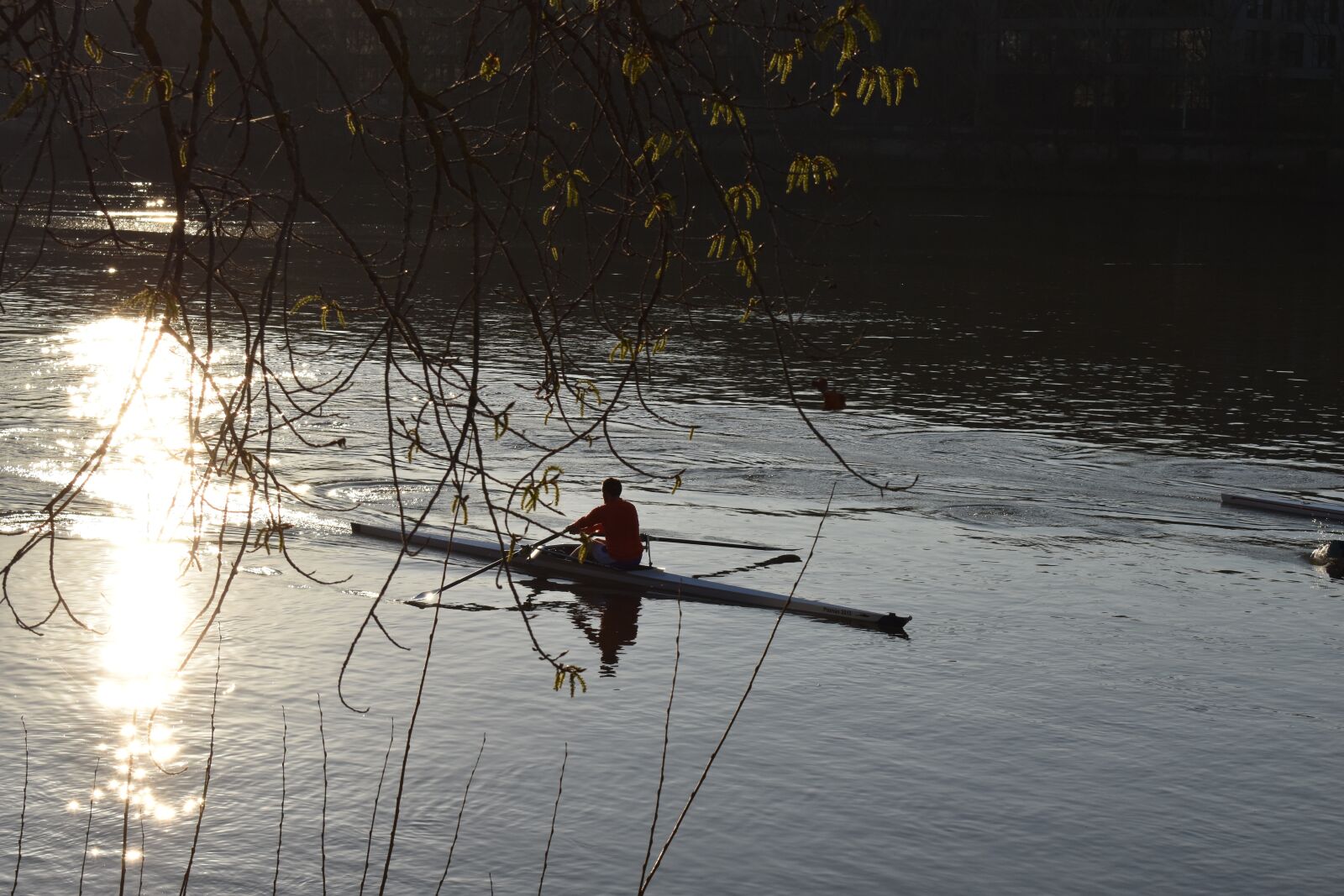Nikon D3500 sample photo. Rowing, river, sun photography