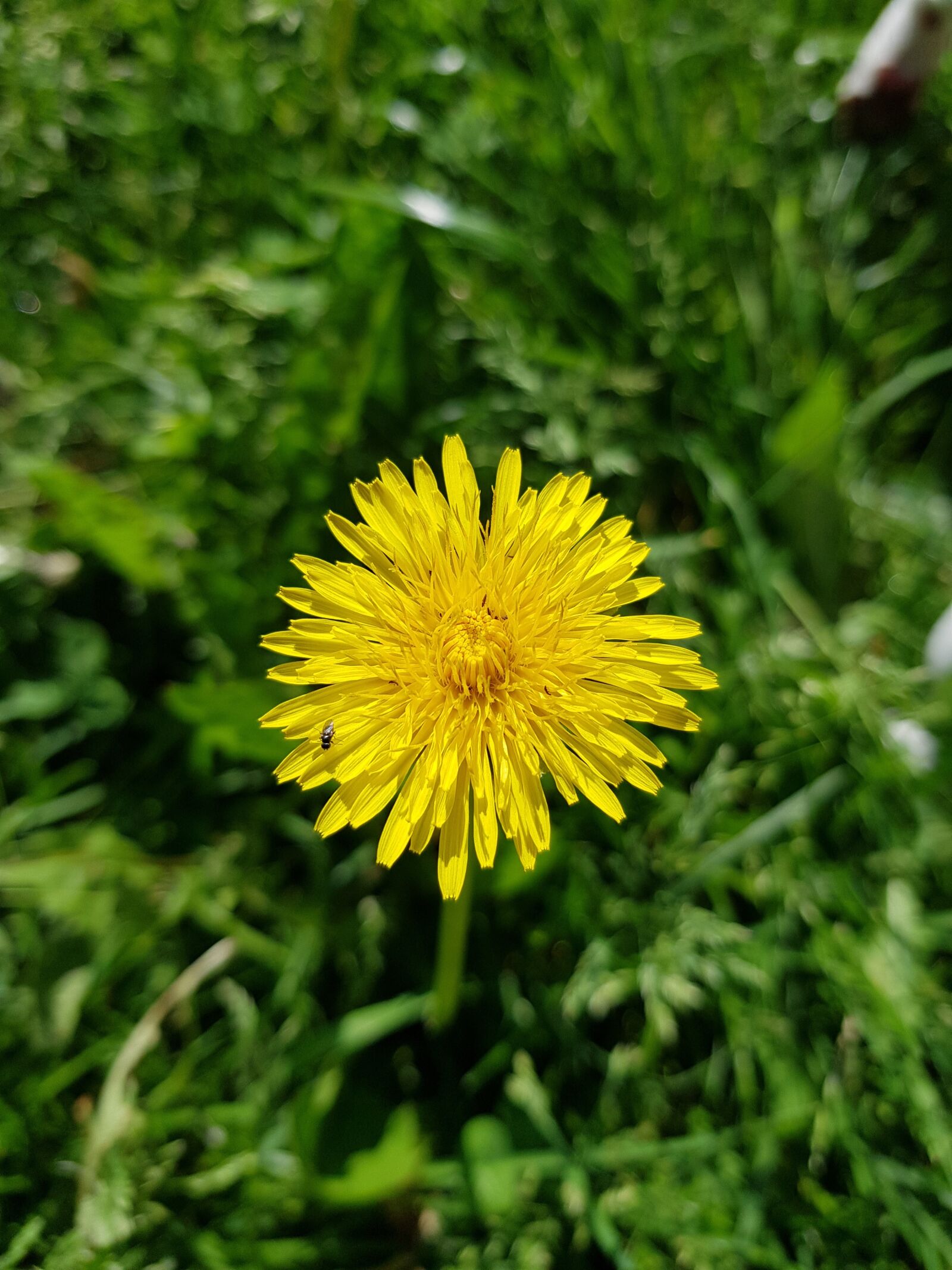 Samsung Galaxy S8 sample photo. Summer, dandelion, green grass photography