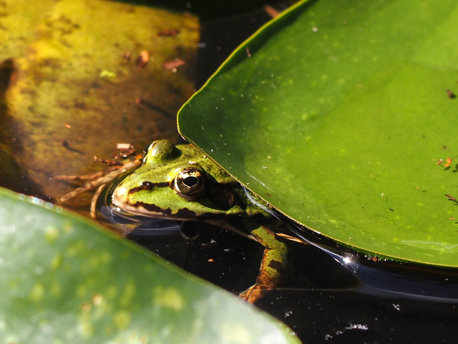 Olympus PEN E-PL7 sample photo. Frog, pond, lily pad photography