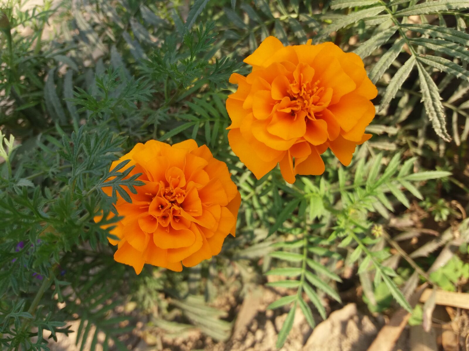 Samsung Galaxy J5 sample photo. Beautiful, flowers photography