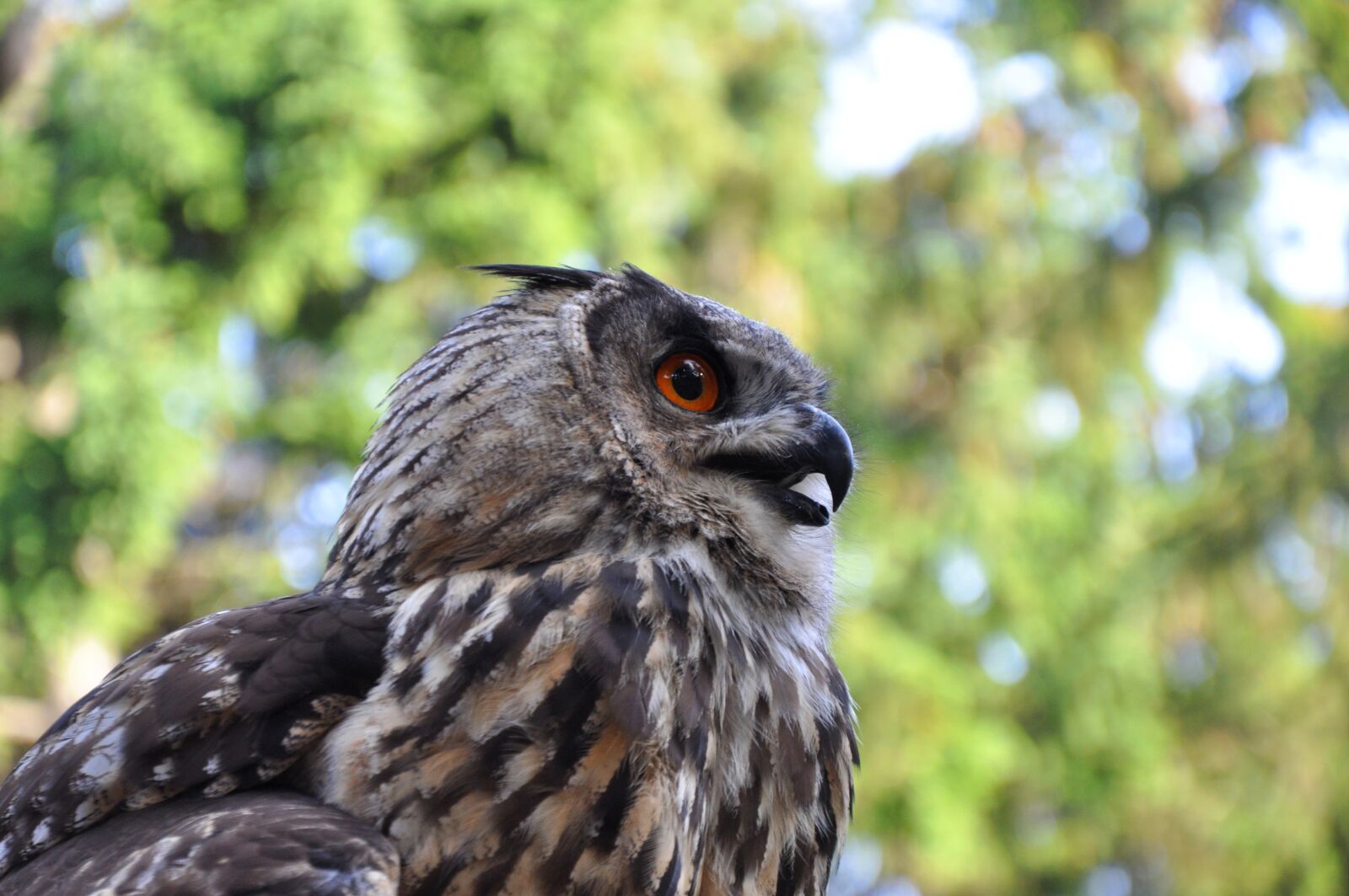 Nikon D90 sample photo. Eagle owl, bird, owl photography
