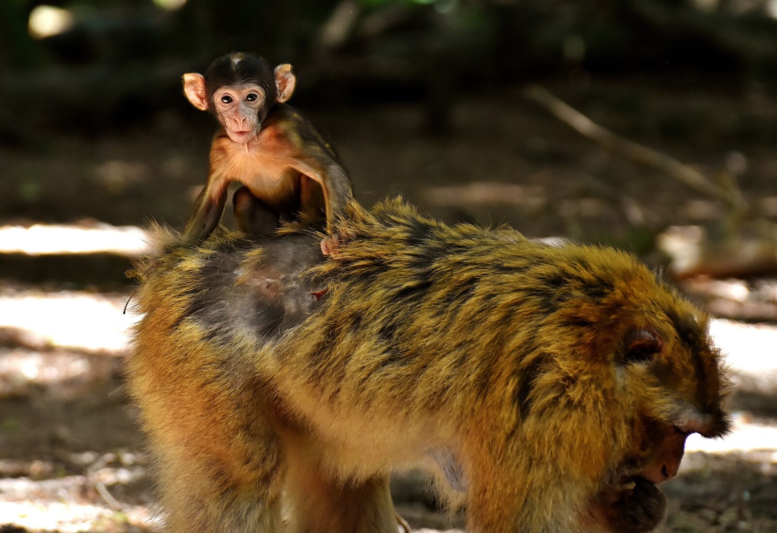 Nikon D7200 sample photo. Baby monkey, barbary ape photography