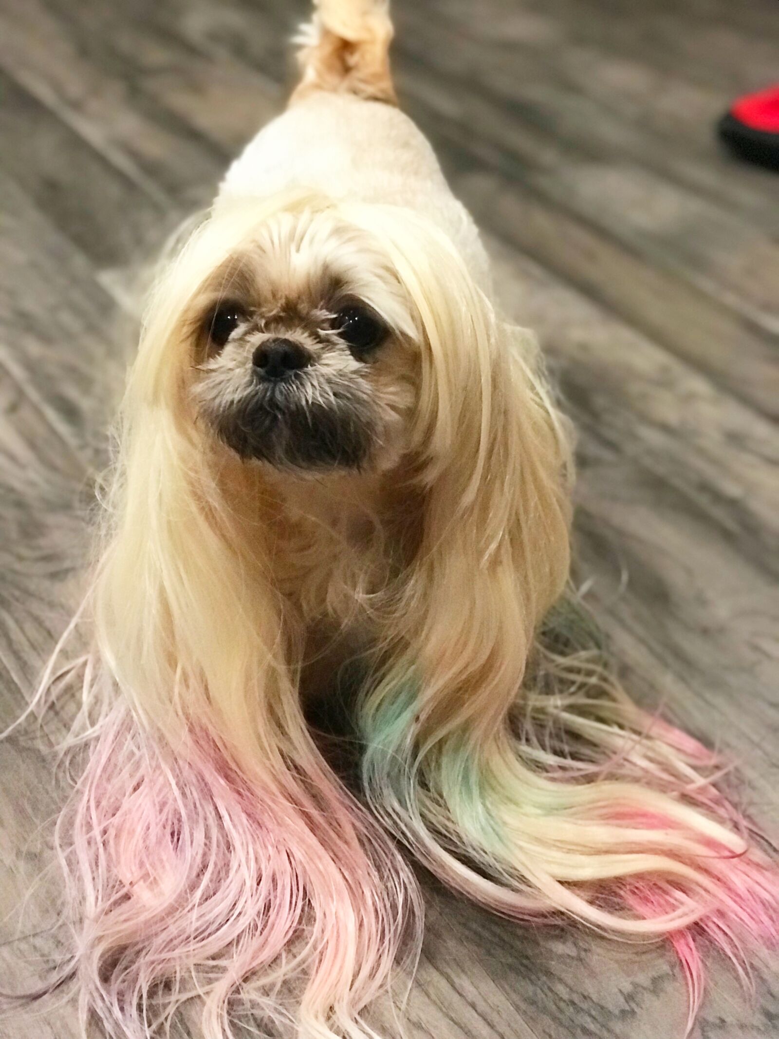 Apple iPhone 7 Plus sample photo. Dog, wig, shih-tzu photography