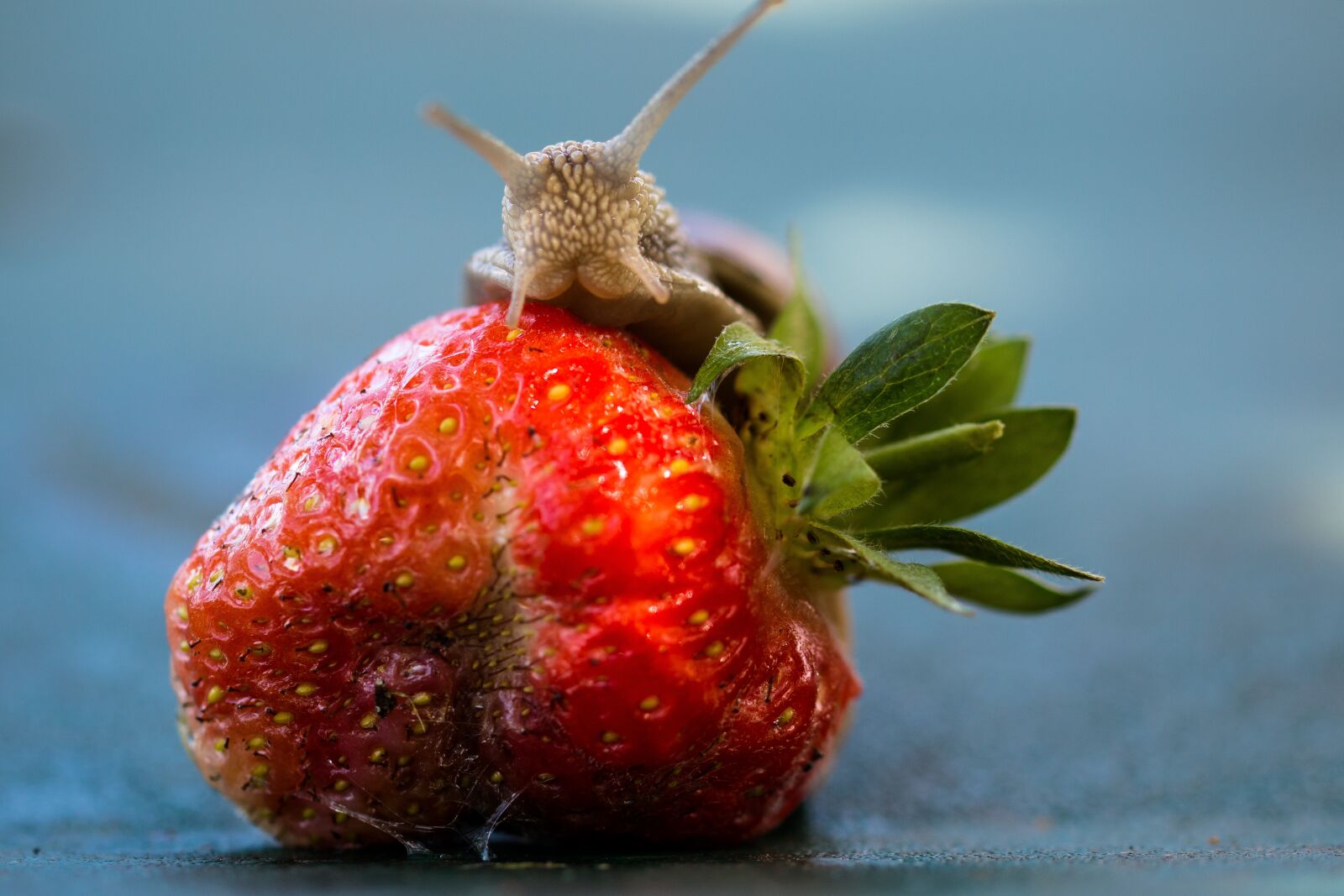 Canon EOS 70D sample photo. Strawberry, snail, eat photography