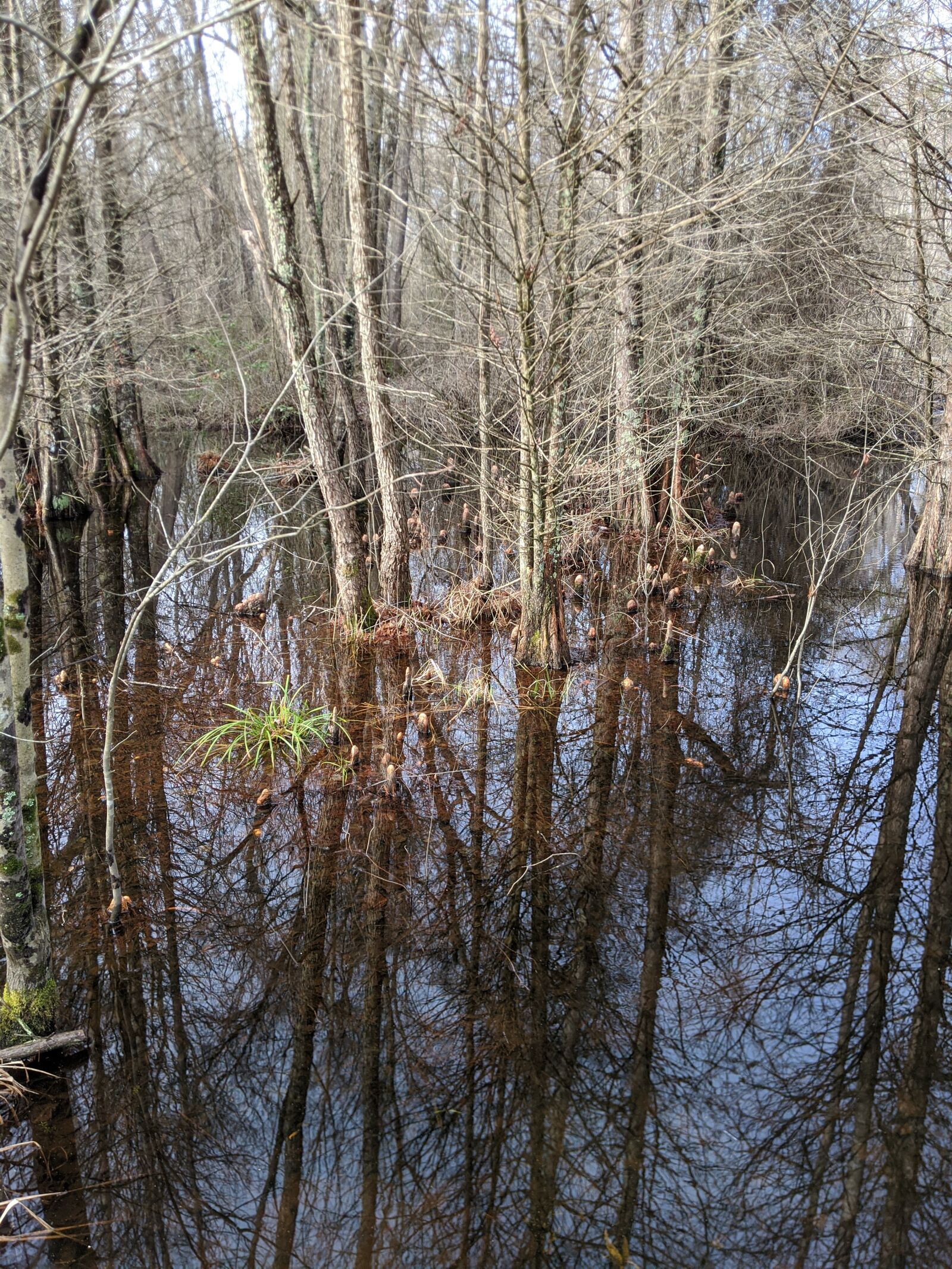 Google Pixel 3 sample photo. Great dismal swamp, swamp photography