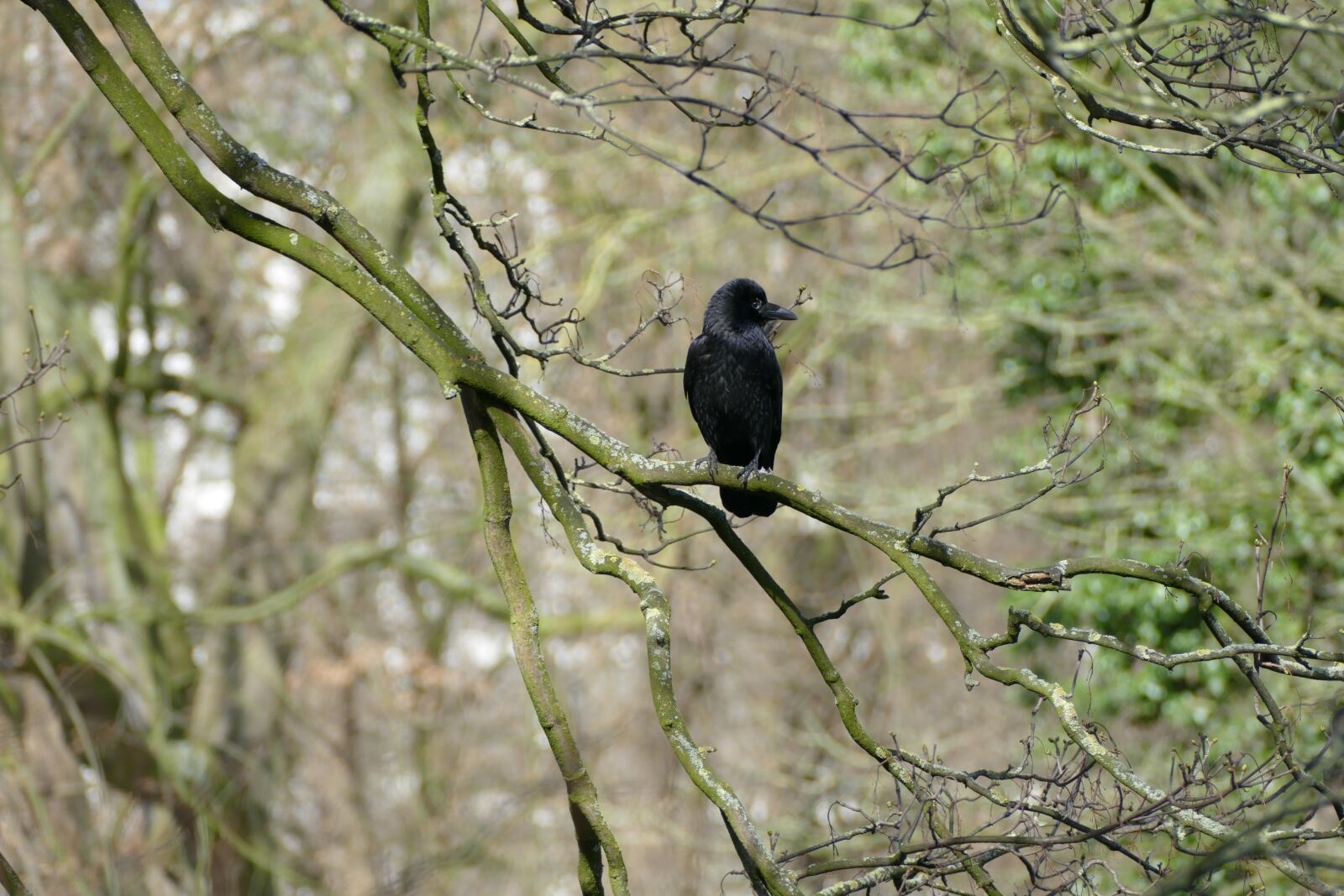 Panasonic Lumix DMC-FZ1000 sample photo. Bird, waiting, for photography