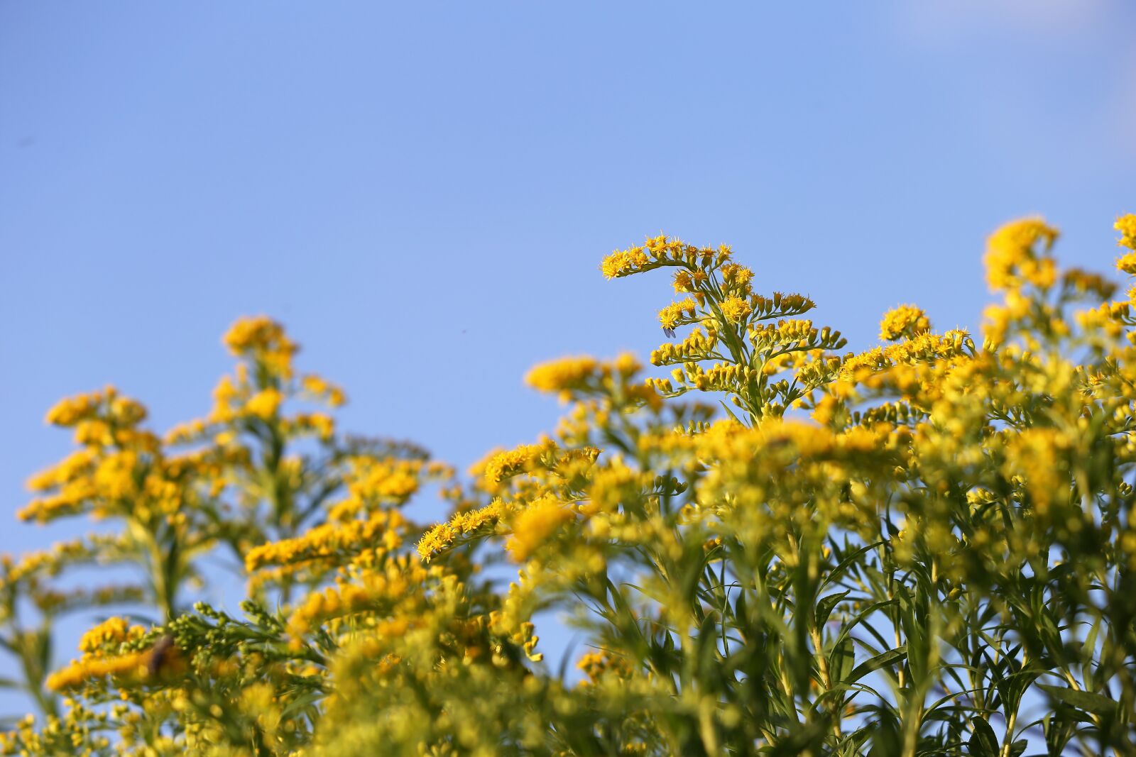 Canon EF 70-300 F4-5.6 IS II USM sample photo. Solidago gigantea, goldenrod, plant photography