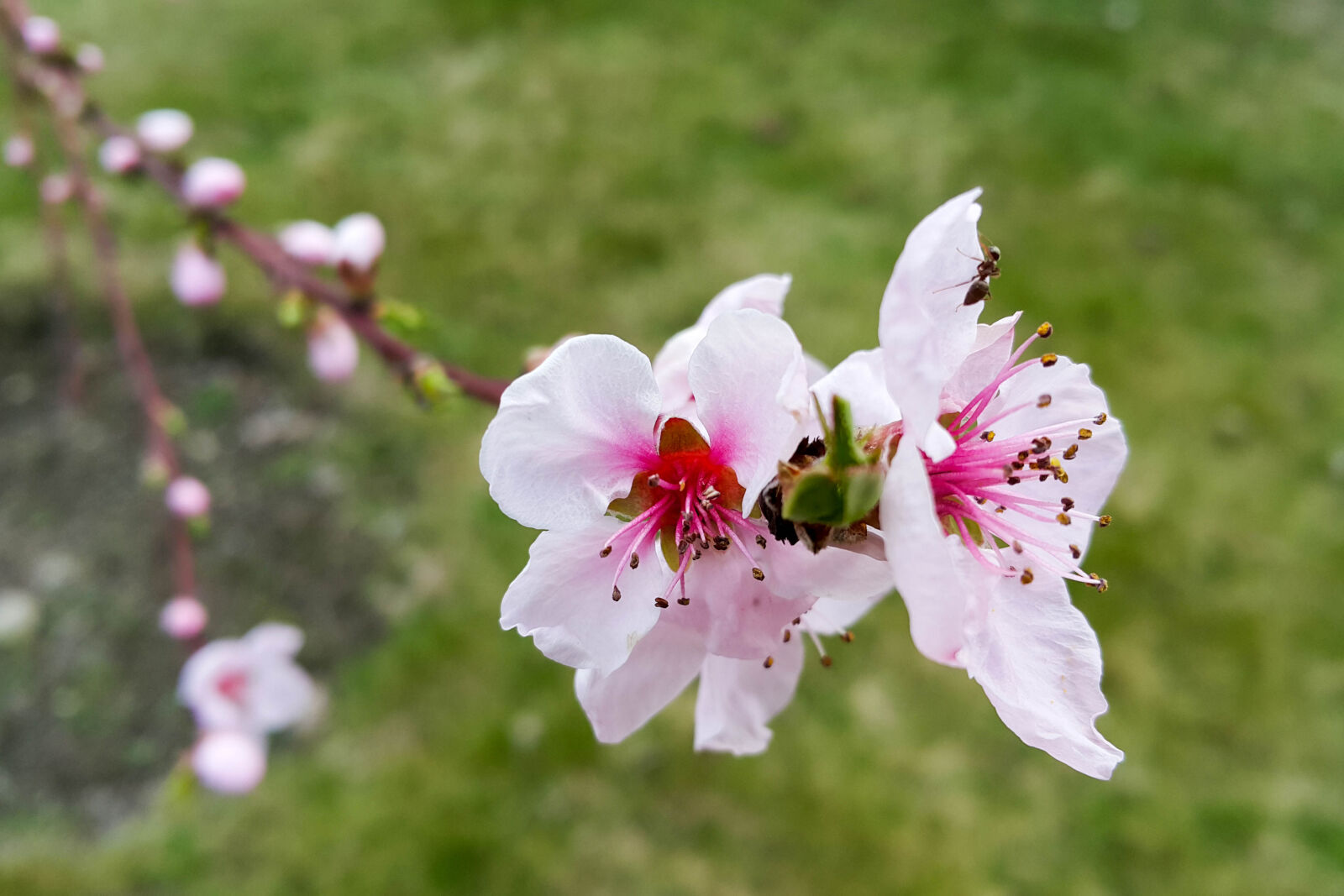 Samsung Galaxy Note4 sample photo. Ant, flower, garden, nature photography