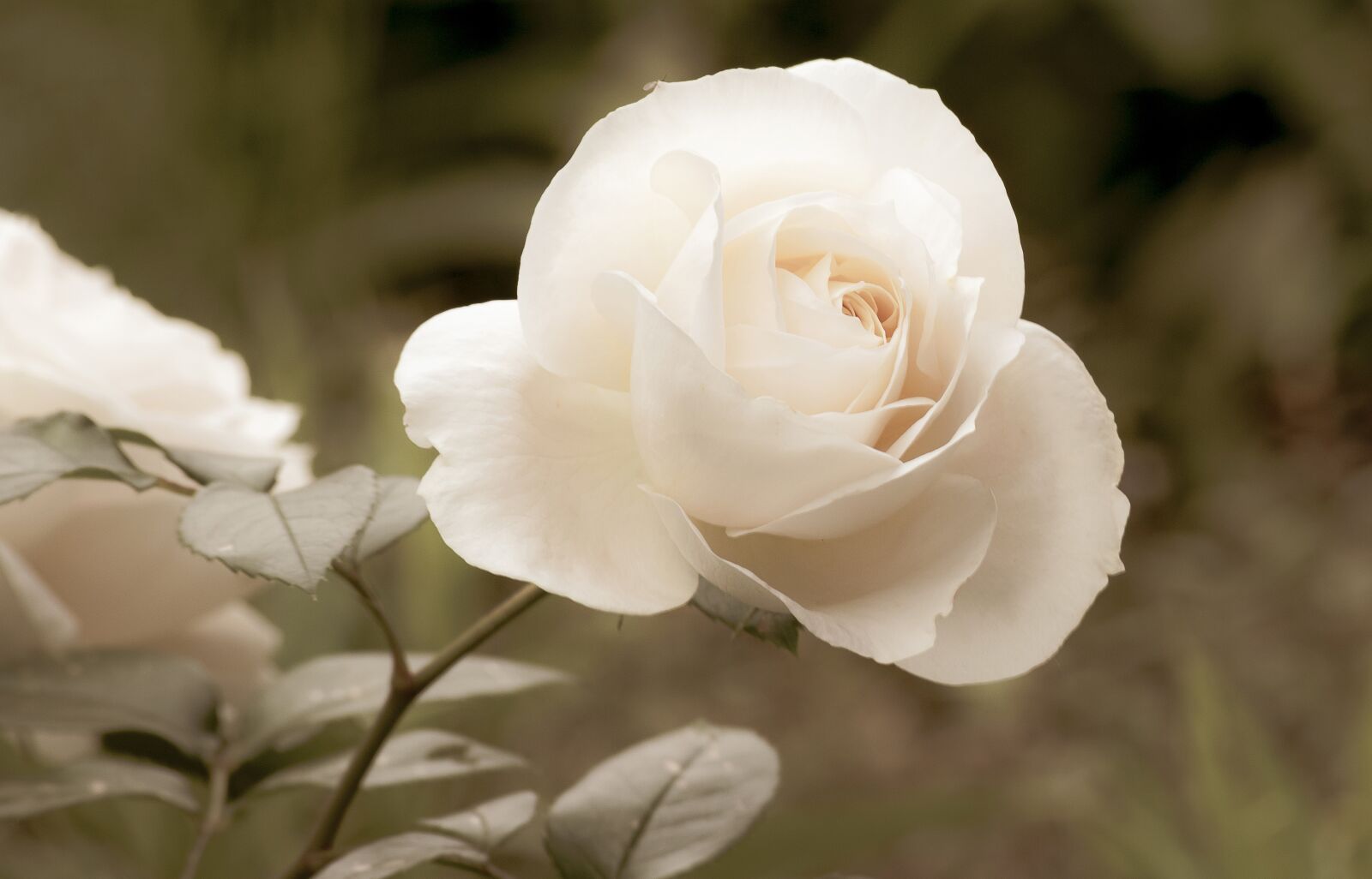 Canon EOS 6D Mark II sample photo. Rose, plant, ornamental plant photography