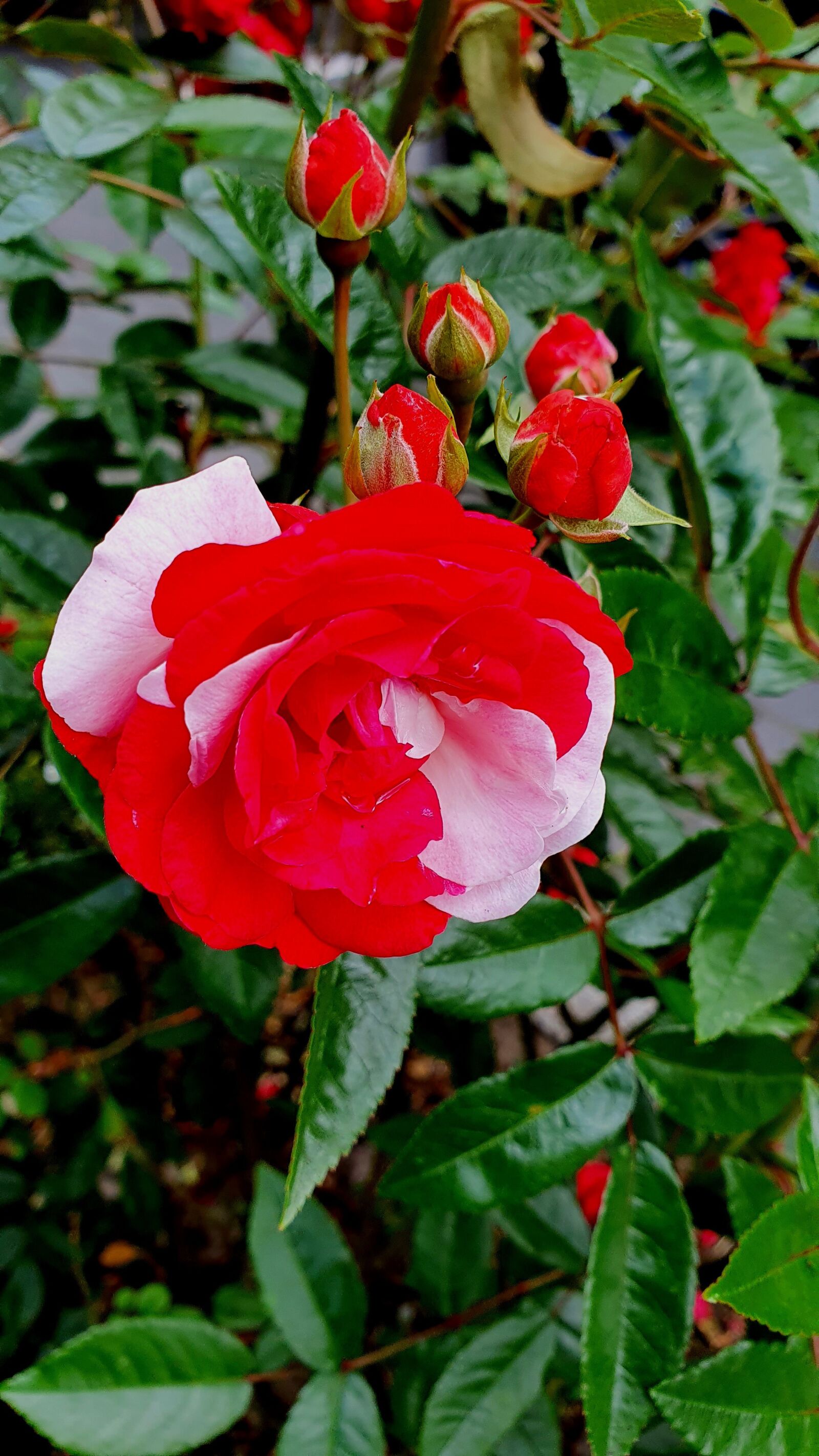 Samsung Galaxy S10 sample photo. Rose, nature, flowers photography