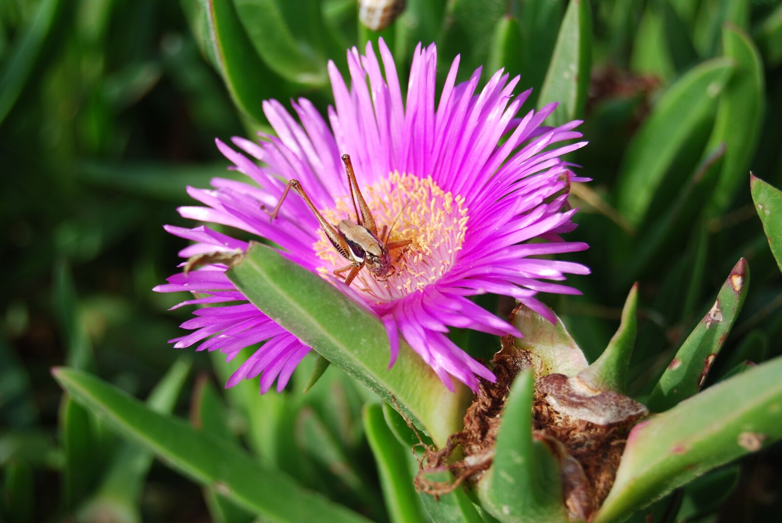 Nikon D60 sample photo. Flower, grasshopper, nature photography