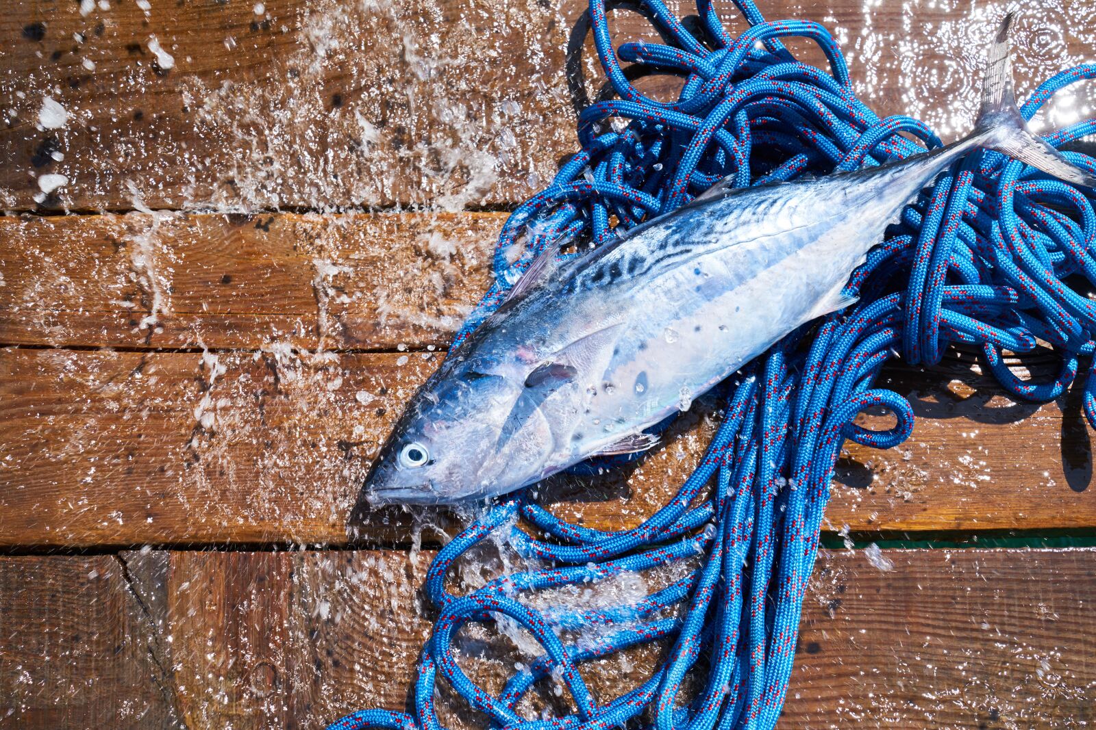 Sony a7R II sample photo. Fish, fresh, food photography