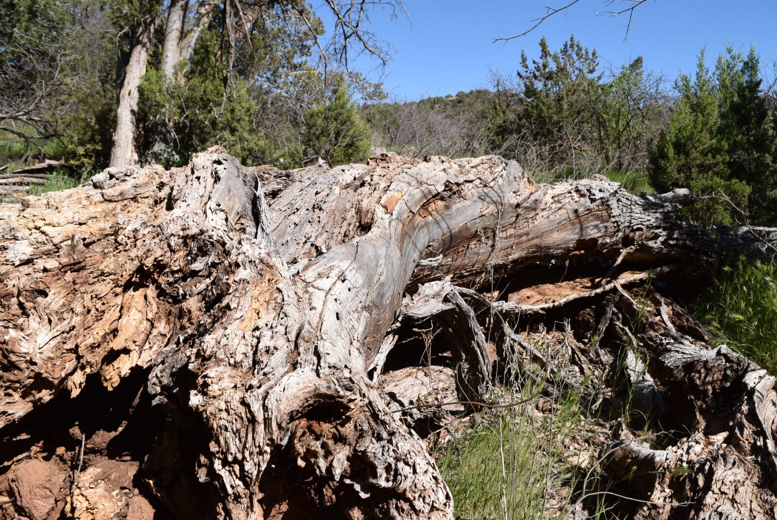 Nikon D5300 sample photo. Tree, forest, fallen photography