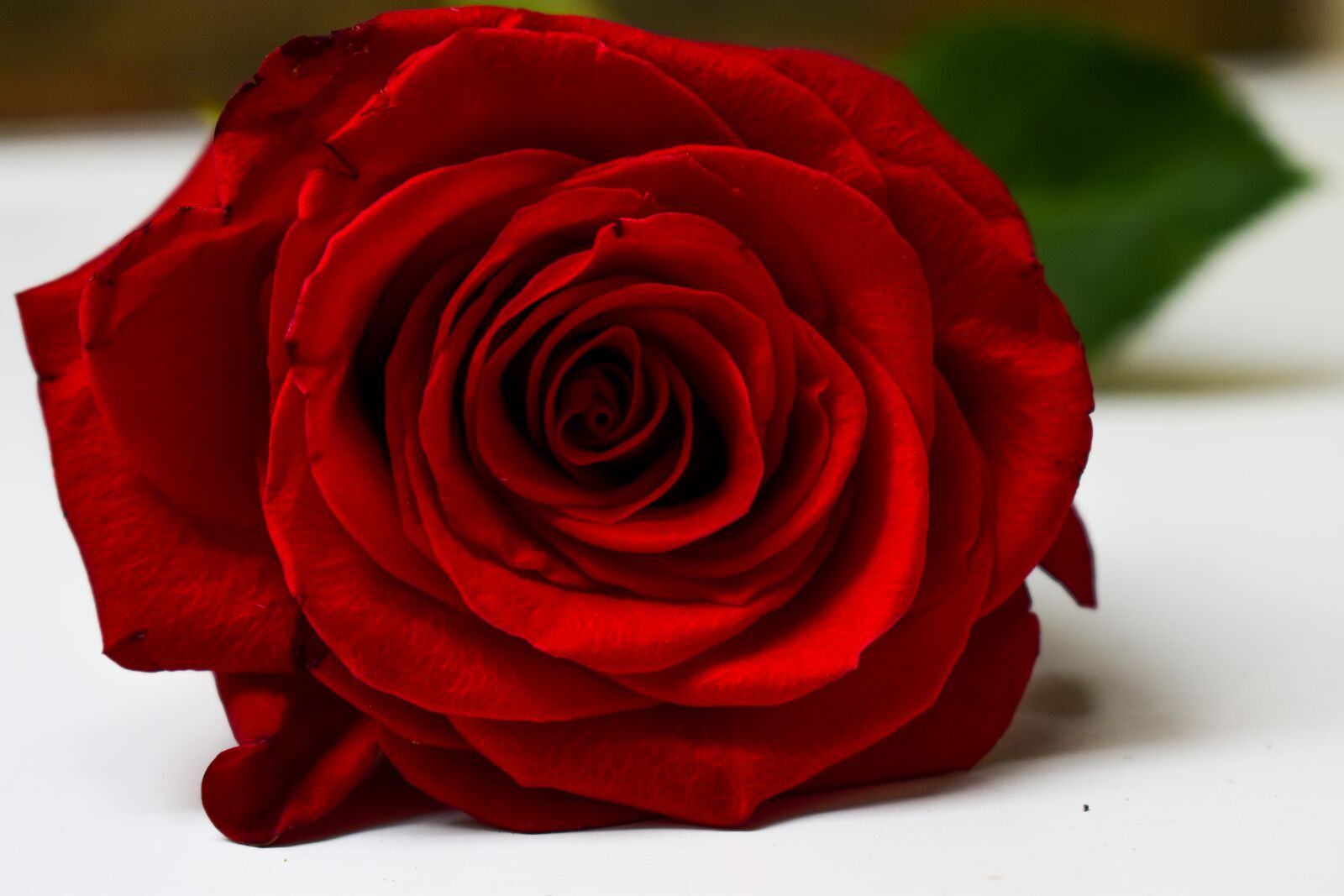 Nikon D3400 sample photo. Rosa, approach photography