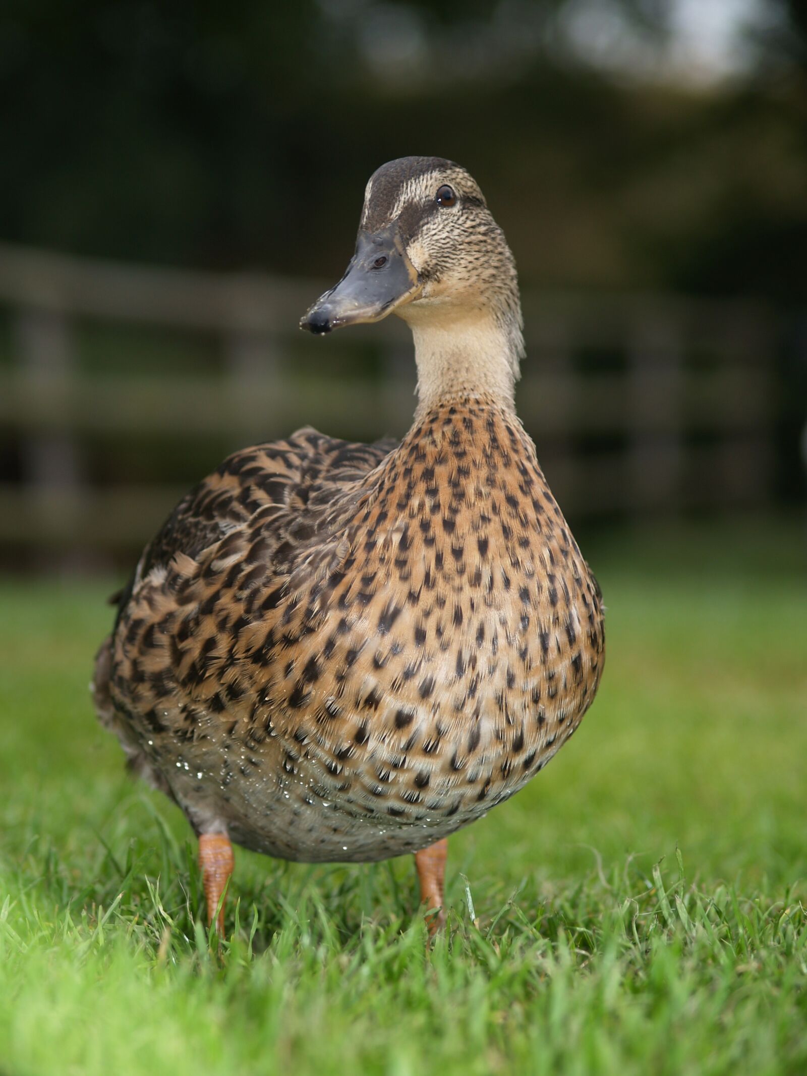 Olympus E-500 (EVOLT E-500) sample photo. Duck, camping, outdoor photography