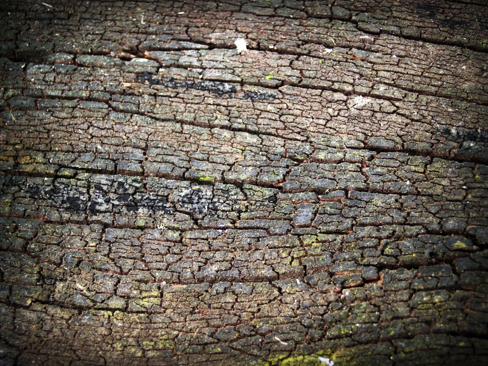 Olympus E-300 (EVOLT E-300) sample photo. Bark, tree, wood photography