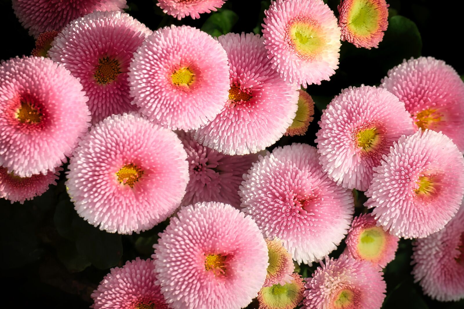 Panasonic Lumix DMC-GX8 sample photo. Flower, nature, plant photography