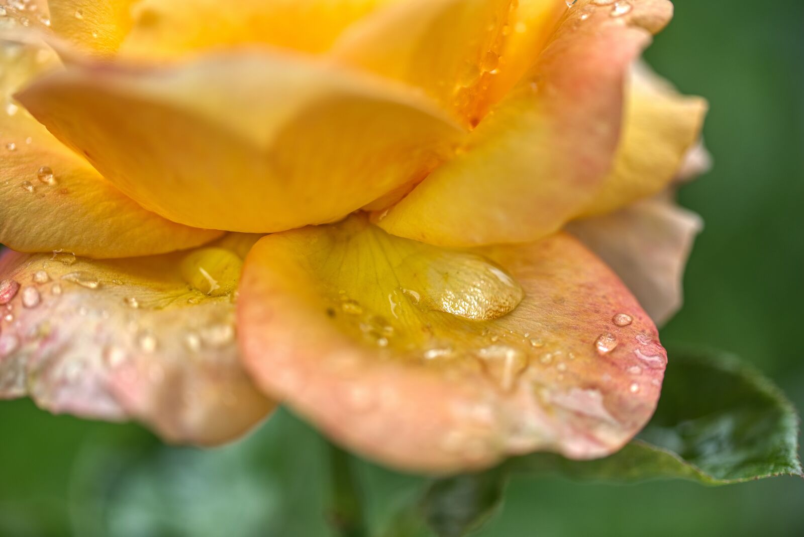 Nikon D750 sample photo. Rose, blossom, bloom photography