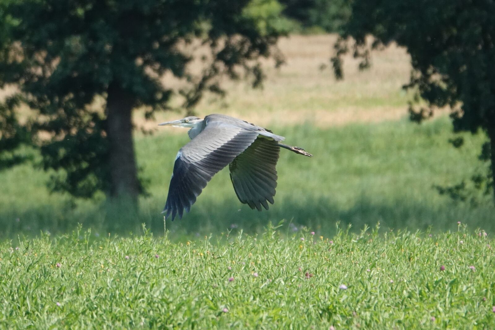 Sony Cyber-shot DSC-RX10 IV sample photo. Grey heron, flying, field photography
