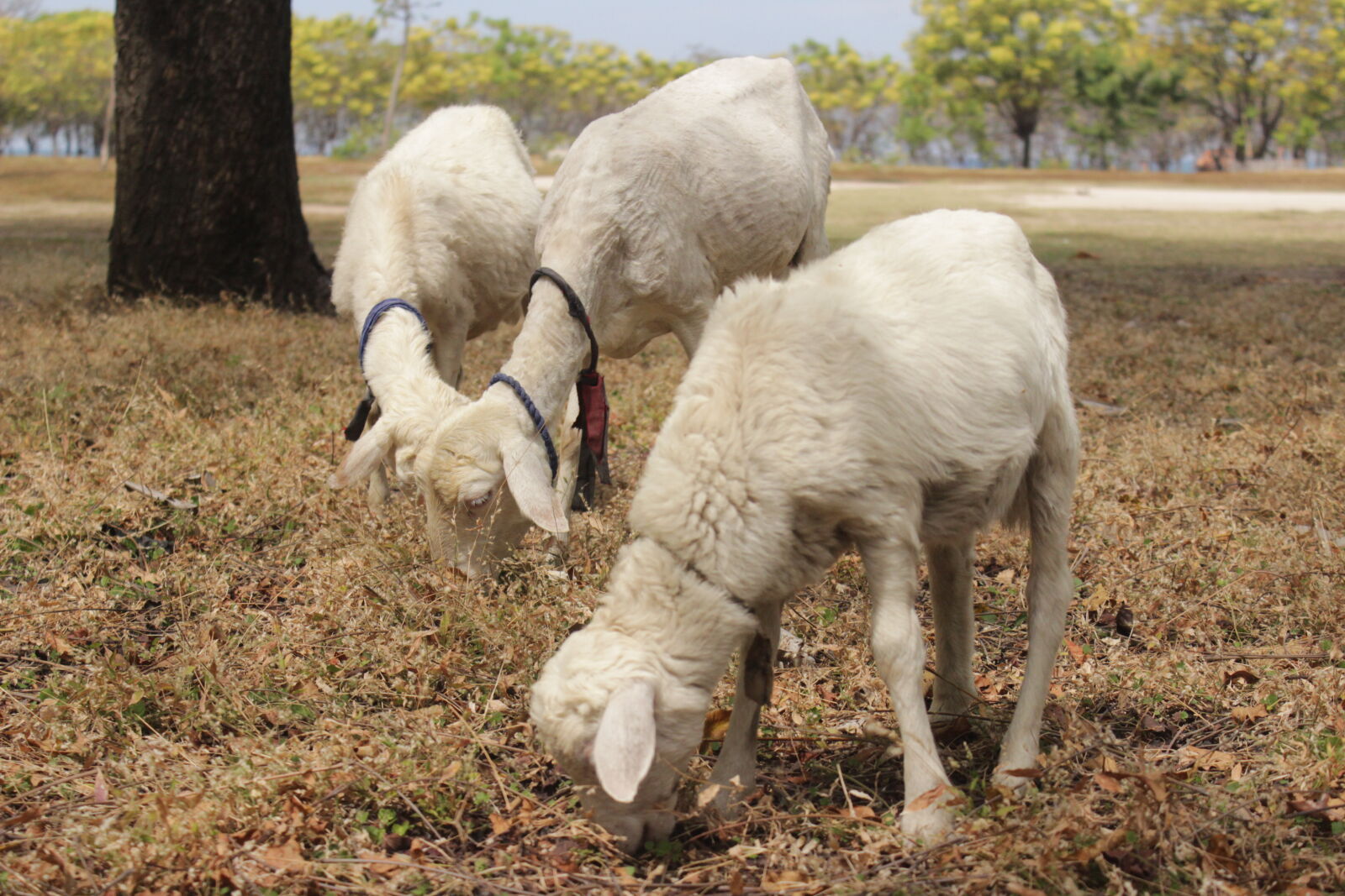 Canon EOS 600D (Rebel EOS T3i / EOS Kiss X5) sample photo. Goats photography