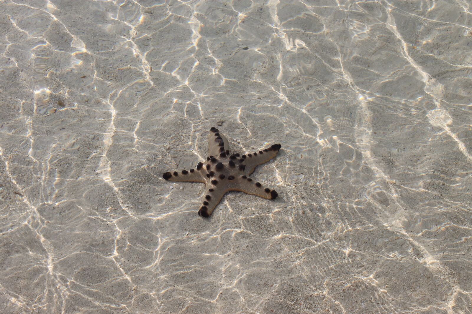 Canon EOS 1100D (EOS Rebel T3 / EOS Kiss X50) sample photo. Star fish, ocean, clear photography