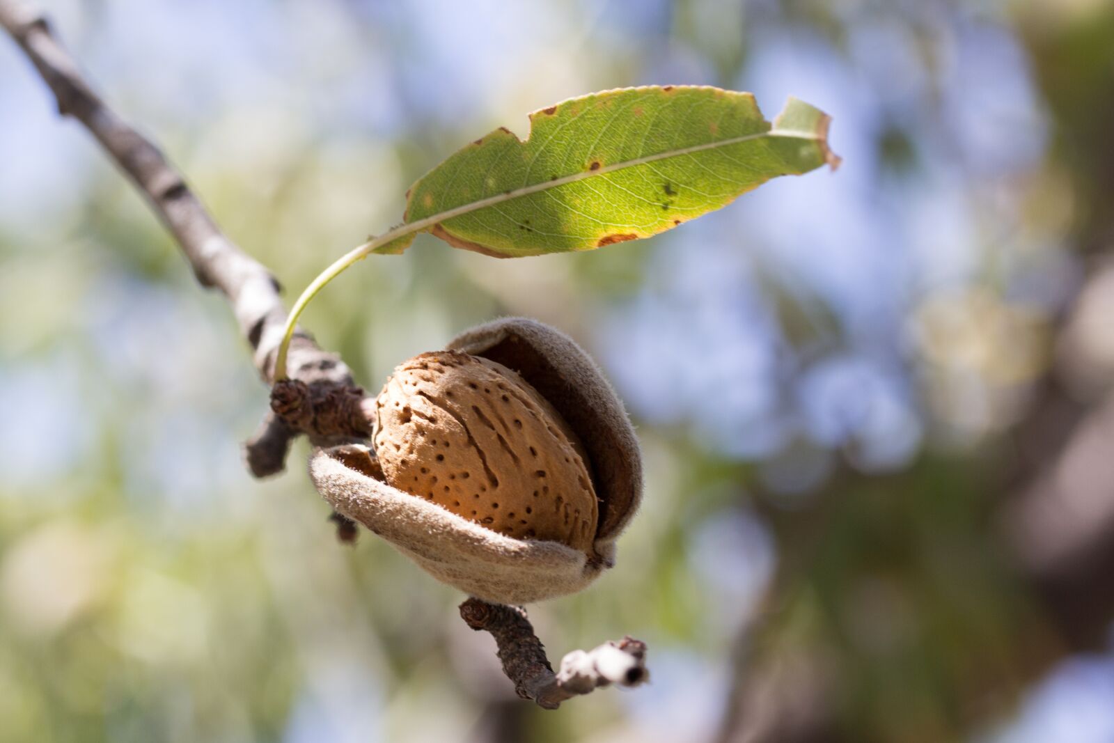 Canon EF-S 60mm F2.8 Macro USM sample photo. Almond, fruit, cultivation photography