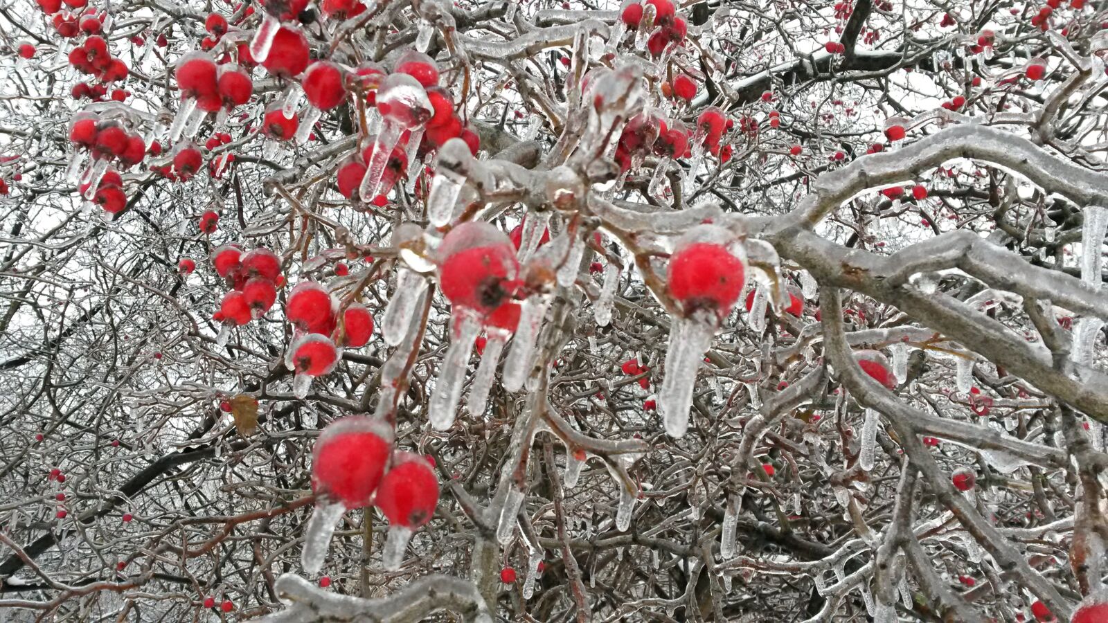Samsung Galaxy S4 Mini sample photo. Tree, winter, season photography