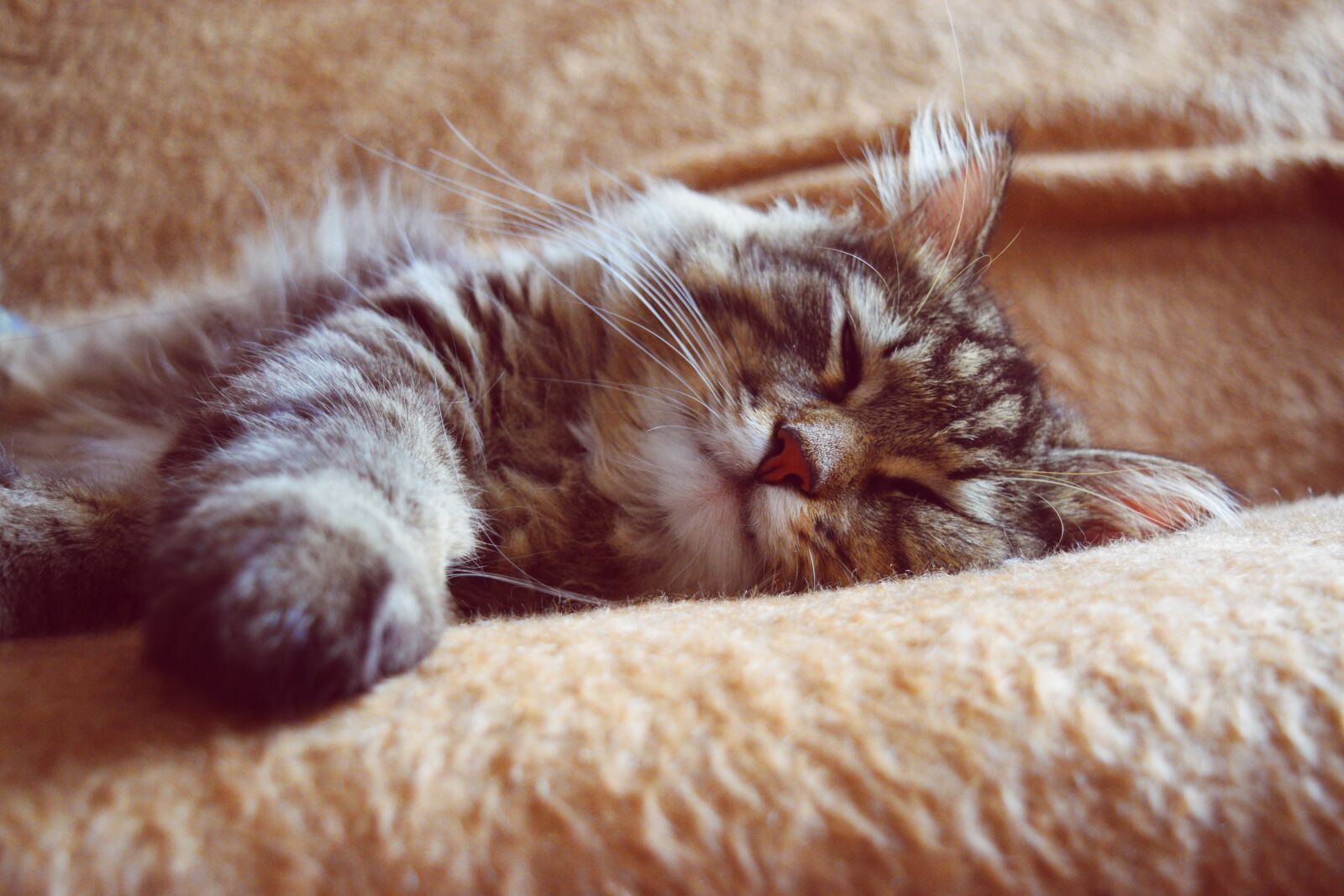 Nikon D3300 sample photo. Sleeping cat, kitten, kitty photography