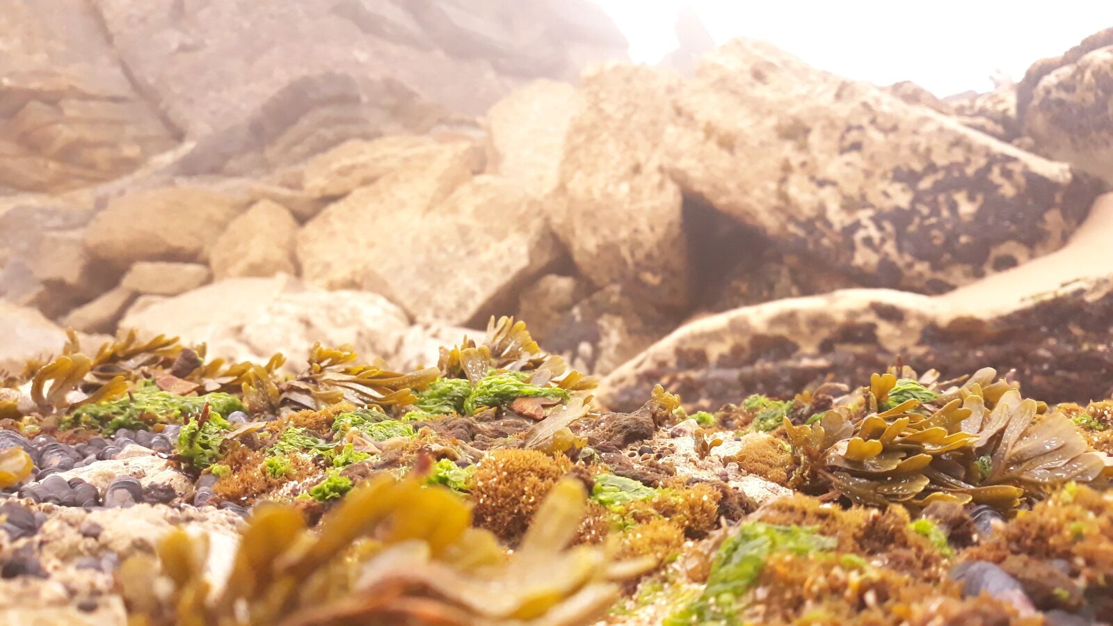 Samsung Galaxy J5 Pro sample photo. Shellfish, seaweed, ocean photography