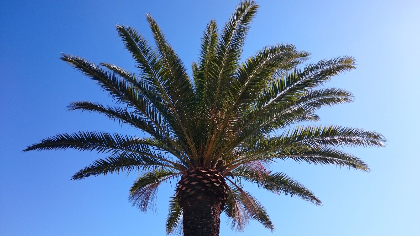 Sony Xperia Z3 sample photo. Arboretum, phoenix, plant photography