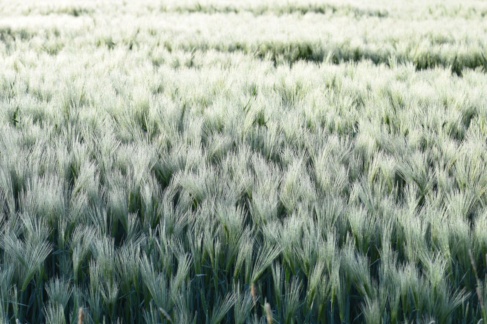 Nikon D5500 sample photo. Arable, cereals, field photography