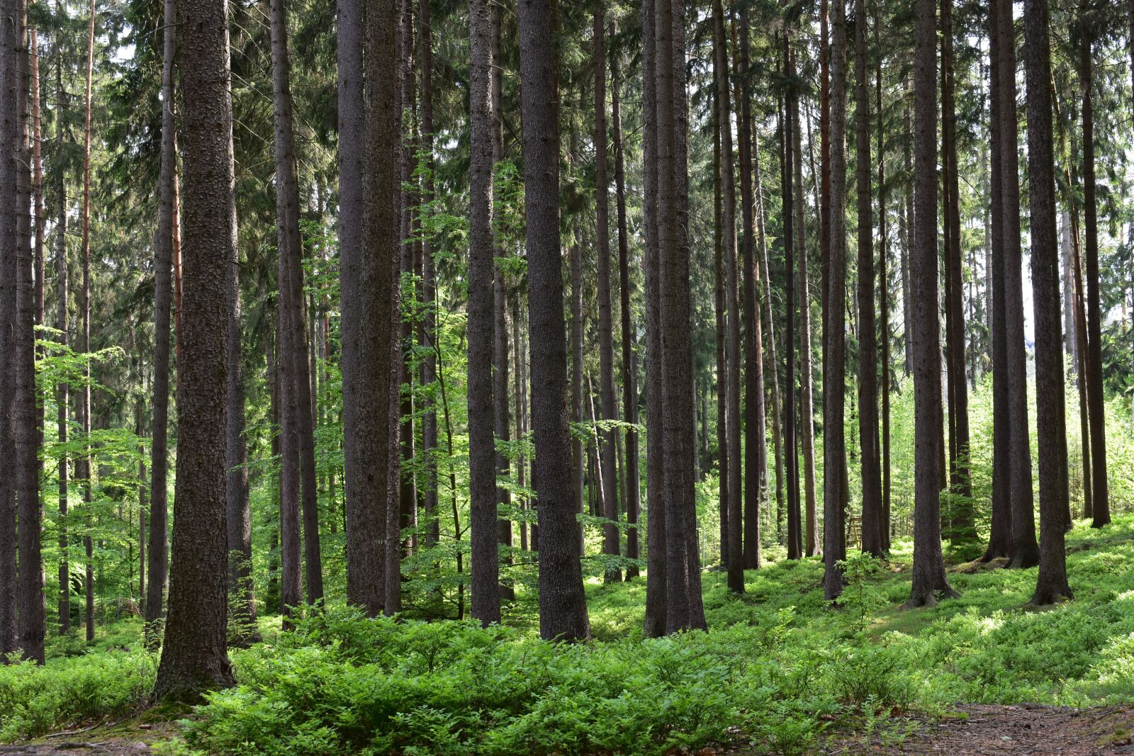 Nikon D3400 sample photo. Forest, nature, trees photography