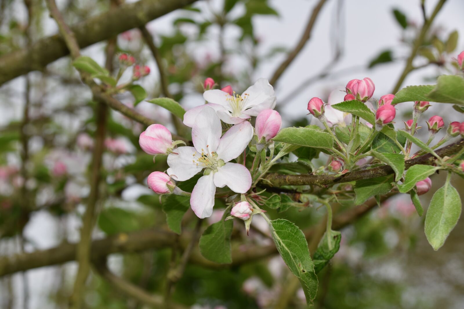 Nikon D5600 sample photo. Flower, flowers of apple photography